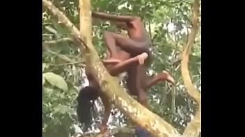 sex in the tree