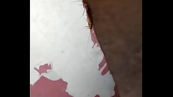 Cockroaches culiando