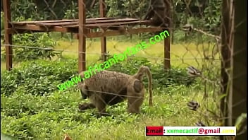 freche begegnung im zoologischen park des landes in mboa. xvideos exklusiv