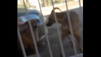 Dogs fuck in a Camaro